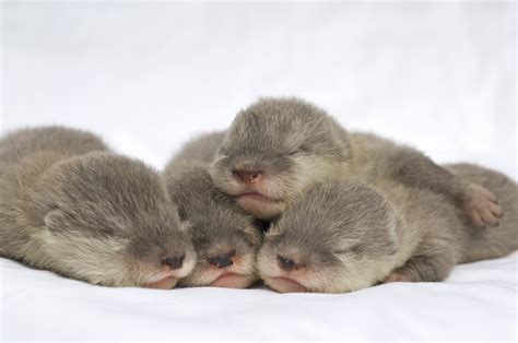 SeaWorld Orlando's Newborn Otters in Good Hands - Otters Photo (5274069 ...