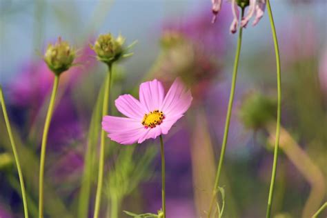 Selective Focus Photography of Red Flowers · Free Stock Photo