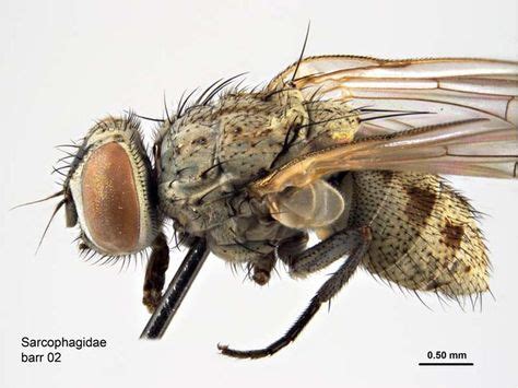 25 Fly ideas | flying, macro photography insects, insects