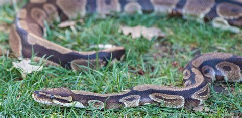 Oakland Zoo | Ball (Royal) Python