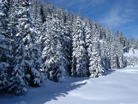 Free Stock photo of Snow covered forest of pine trees | Photoeverywhere