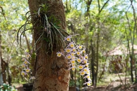 Are orchids epiphytes? (Live off the ground on other plants)