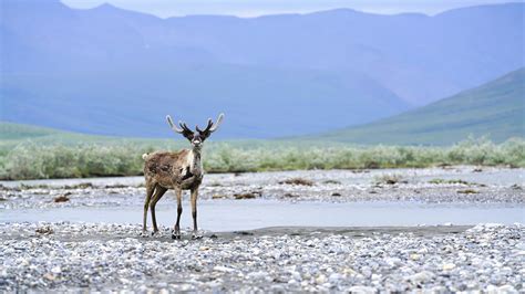 Happy Anniversary, Arctic National Wildlife Refuge