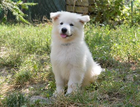 White Swiss Shepherd Dog Puppies For Sale | Euro Puppy | White swiss ...