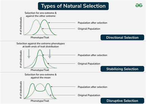 Natural Selection - Definition, Mechanism, Types, and Importance