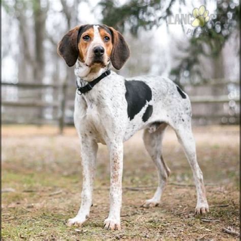 Walker Hound Puppies for Sale | Lancaster Puppies