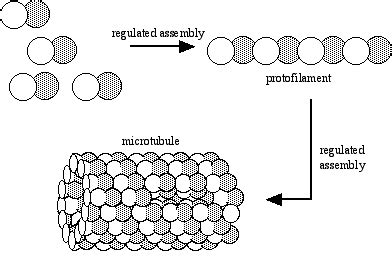 Structures and Functions of Microtubules