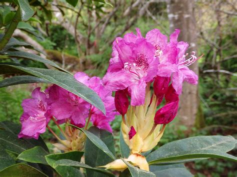 Rhododendrons - Photo Galleries - MCBG Inc. 2018 | Fort Bragg, California