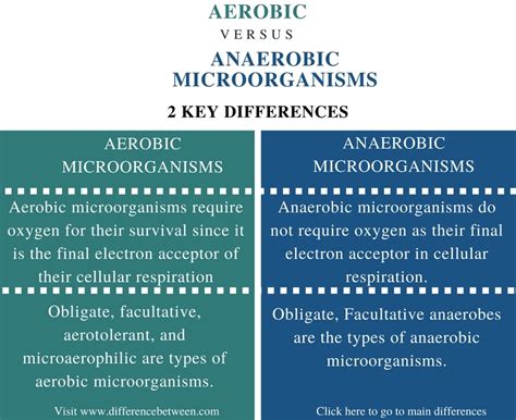 Examples of aerobic and anaerobic bacteria