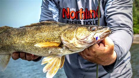 Walleye Lures: Jigs Vs Cranks Vs Rigs Vs Blades AnglingBuzz