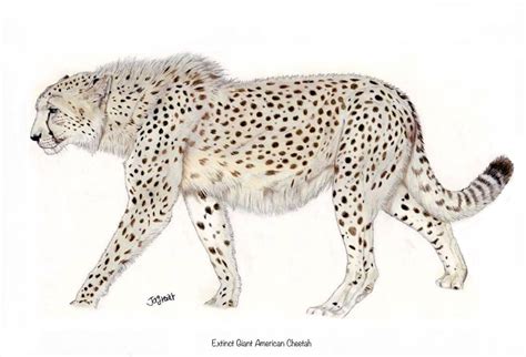 The extinct American cheetah (Miracinonyx trumani), early Pliocene ...