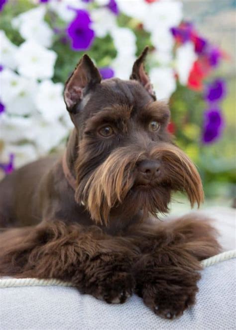 25 Cutest Schnauzer Haircuts : Schnauzer Dog Hairstyle We Admire A Lot ...