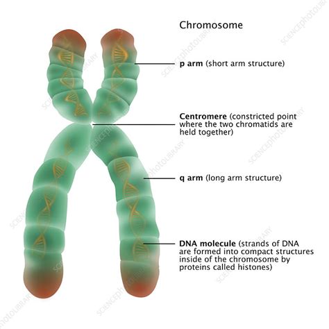 Chromosome Structure Diagram Labeled Chromosome Structure, I