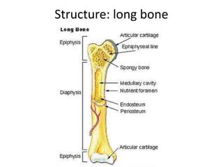 Bones pathology | PPT