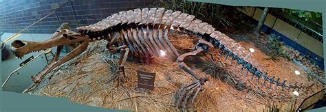 Louisville Fossils and Beyond: Cast of Sarcosuchus imperator Fossil