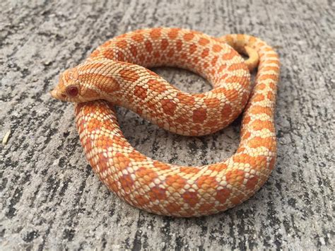 Hognose Snakes for sale | Snakes at Sunset