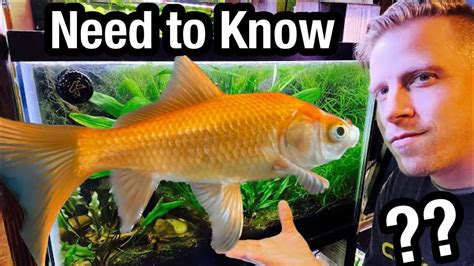 Comet Goldfish Fish Species Profile, 47% OFF