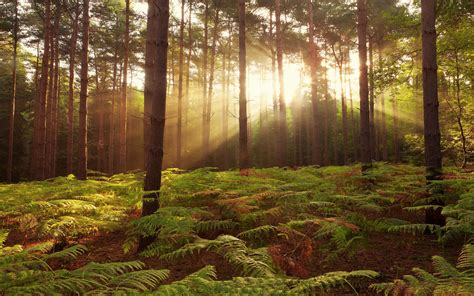 landscapes, Forest, Woods, Ferns, Sunrise, Sunset, Sunlight, Rays ...