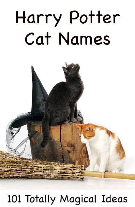 Harry Potter Cat Names - 200 Magical Names From the Potterverse