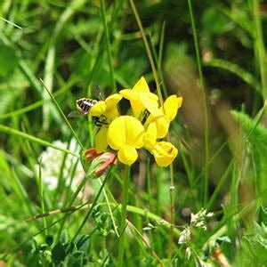 General Meadow Seed Mix | UK Wildflower & Grass Seed | Habitat Aid