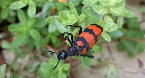 3 Species Of Beetles That Sting: Are They Dangerous?