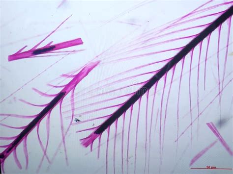 Feathers Viewed Under Microscope with Pink Stain Stock Image - Image of ...