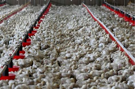 Can factory chicken really help save the climate? - TechCodex