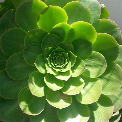 Nature and Math: The Fibonacci Sequence - Herbert F. Johnson Museum of Art