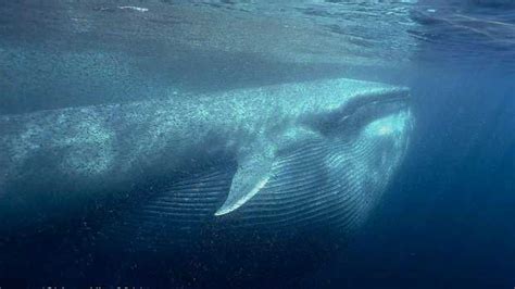 Amazing photo of a blue whale feeding on krill (her mouth is full) – 1X57