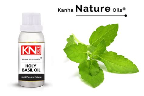 HOLY BASIL OIL - KANHA NATURE OILS -Essential oil manufacturer,Delhi