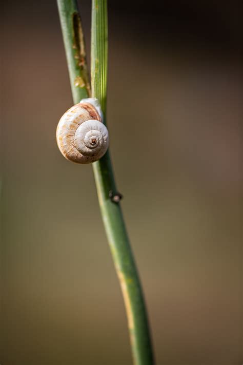 Grey Snail on Green Plant · Free Stock Photo