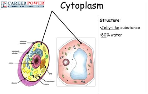 Cytoplasm - Definition, Diagram, Functions and Components