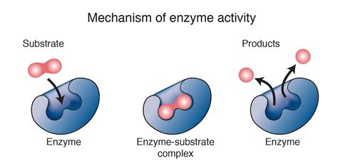 Diagram Of Enzyme Function Enzyme Enzym Deficiency Enzymes M