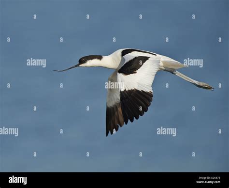 Avocet in flight Stock Photo - Alamy