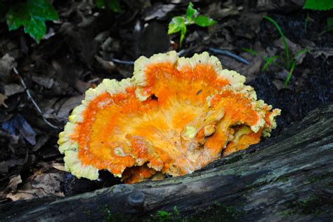 Orange Fungus - Urban Serenity