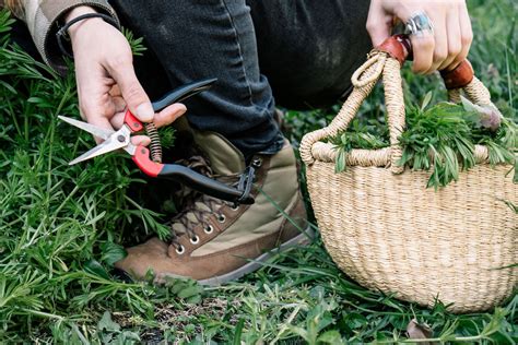 Introducing Our NEW Foraging Class! – Herbal Academy