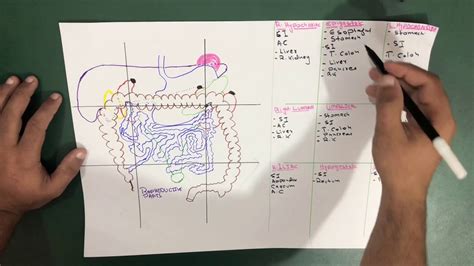 Regions Of Abdomen (2/3) Diagram || Abdominal Regions, 56% OFF