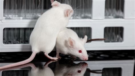 Mice Repellents Reviewers Actually Swear By - Getaway Couple