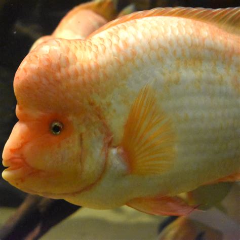 Midas Cichlid | Akron Zoo