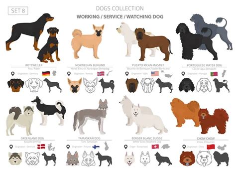 36 White swiss shepherd dog Vector Images | Depositphotos