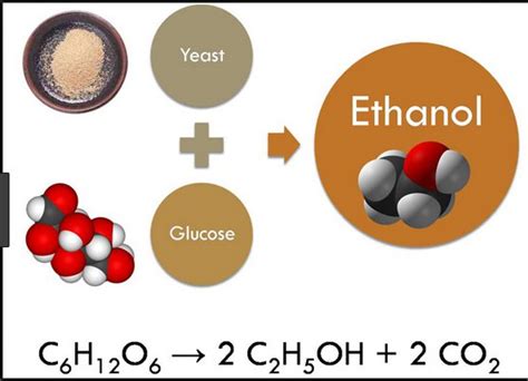 Ethanol Fermentation Equation