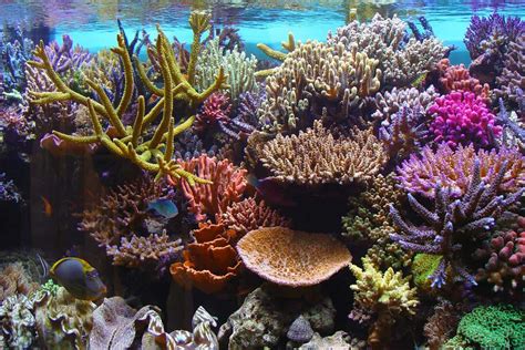 15 Causes of Coral Reef Destruction - Effects - DeepOceanFacts.com