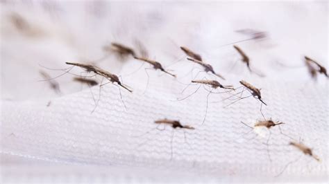 Gene drive mosquitoes successfully control mosquito populations in ...