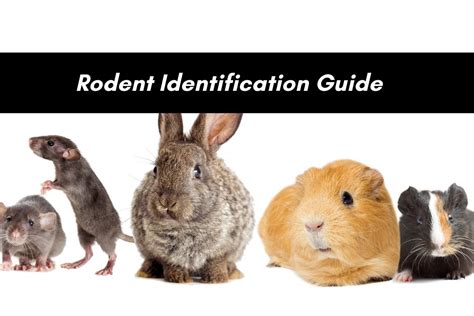 Rodents of the Triad Identification Guide | Critter Control of the Triad