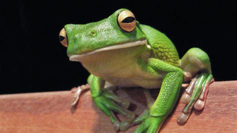 Funny Frog Wallpaper Hd