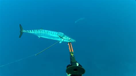 Maui Spear Fishing guides and information