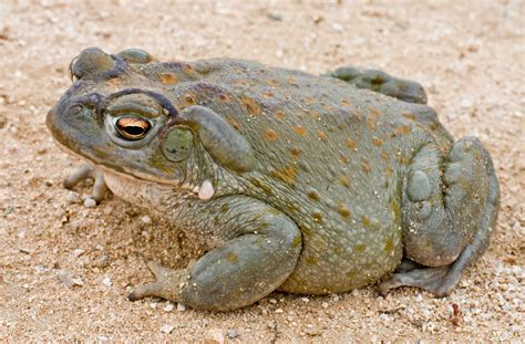 Colorado River Toad Facts and Pictures