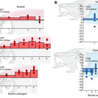Maximum epaxial and hypaxial muscle strain along the body. (A) Epaxial ...