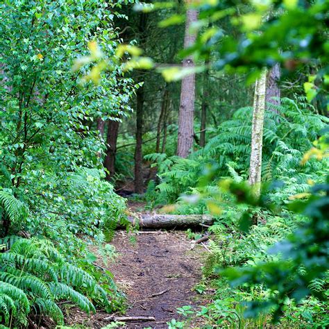 Delamere Forest [01/08/2015] - robertpoulson.com