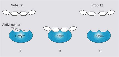 Enzim - BIOGEM